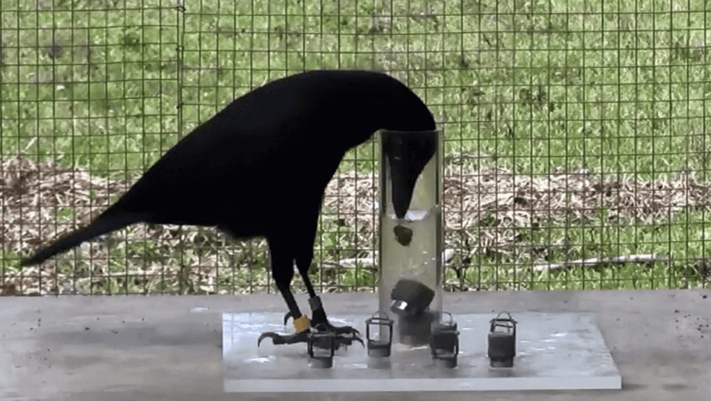 New Caledonian crow places pebbles in a glass of water